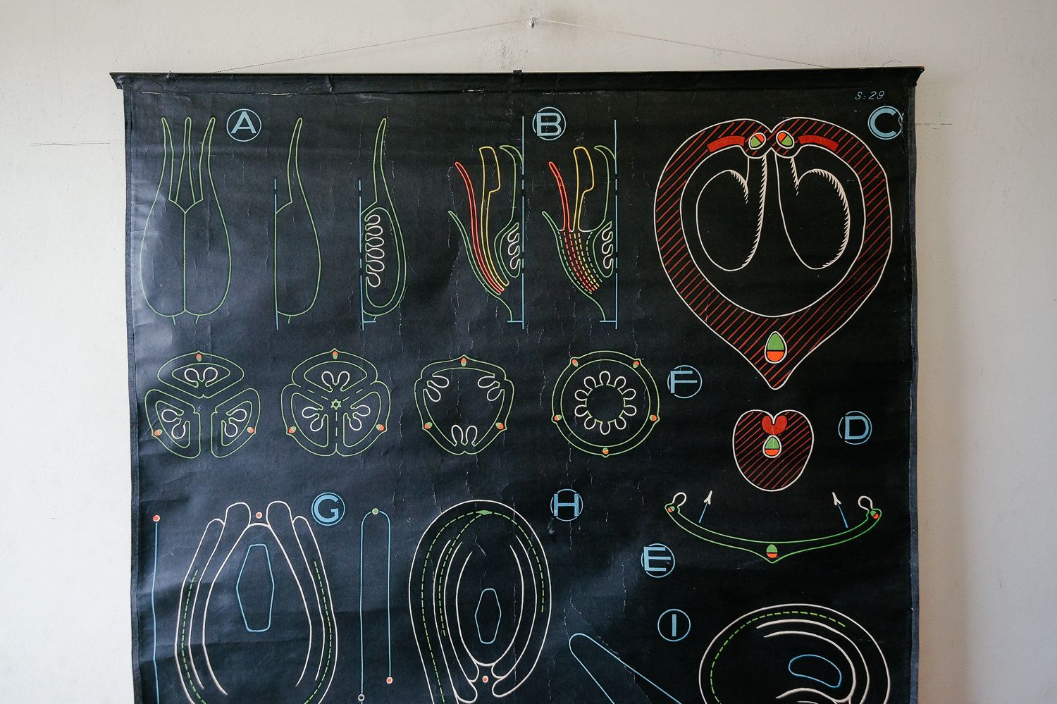 Original Botanical Vintage French School Chalk Wall Chart Plant Reproduction Botany Beautiful Rare DR Auzoux Sougy photo for sale