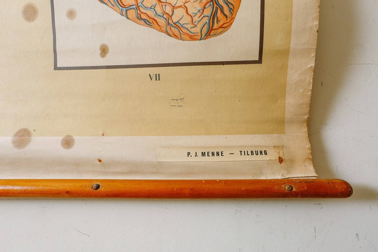 Original Anatomical Vintage Educational School Wall Chart Circulation Heart Anatomy Science Beautiful Rare photo furniture