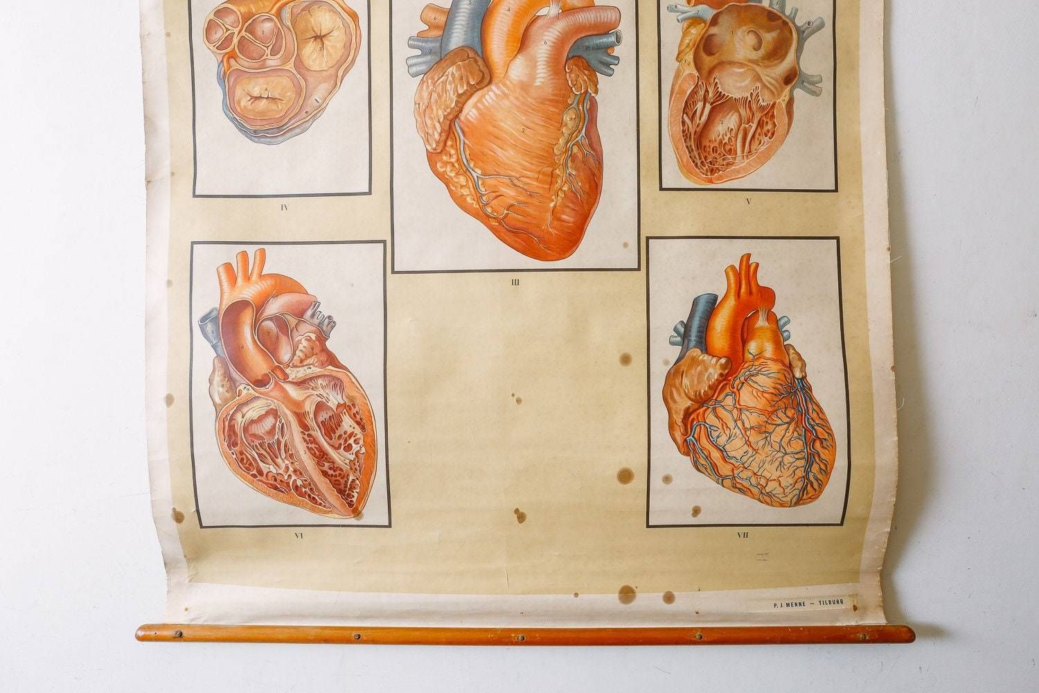 Original Anatomical Vintage Educational School Wall Chart Circulation Heart Anatomy Science Beautiful Rare photo Art