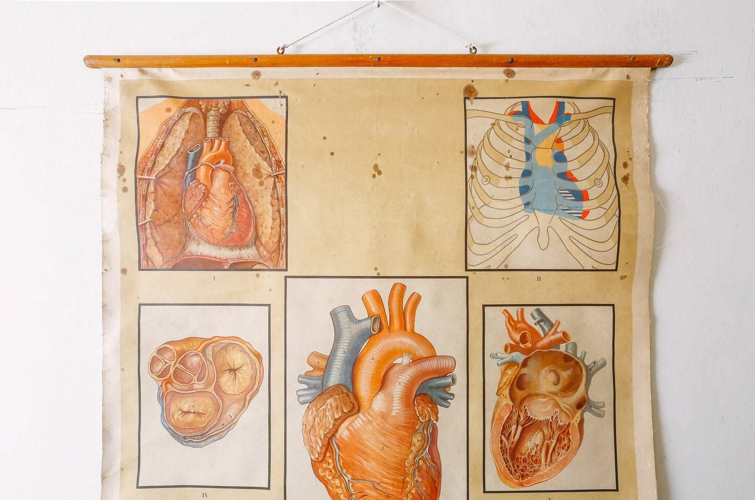 Original Anatomical Vintage Educational School Wall Chart Circulation Heart Anatomy Science Beautiful Rare photo 140.0