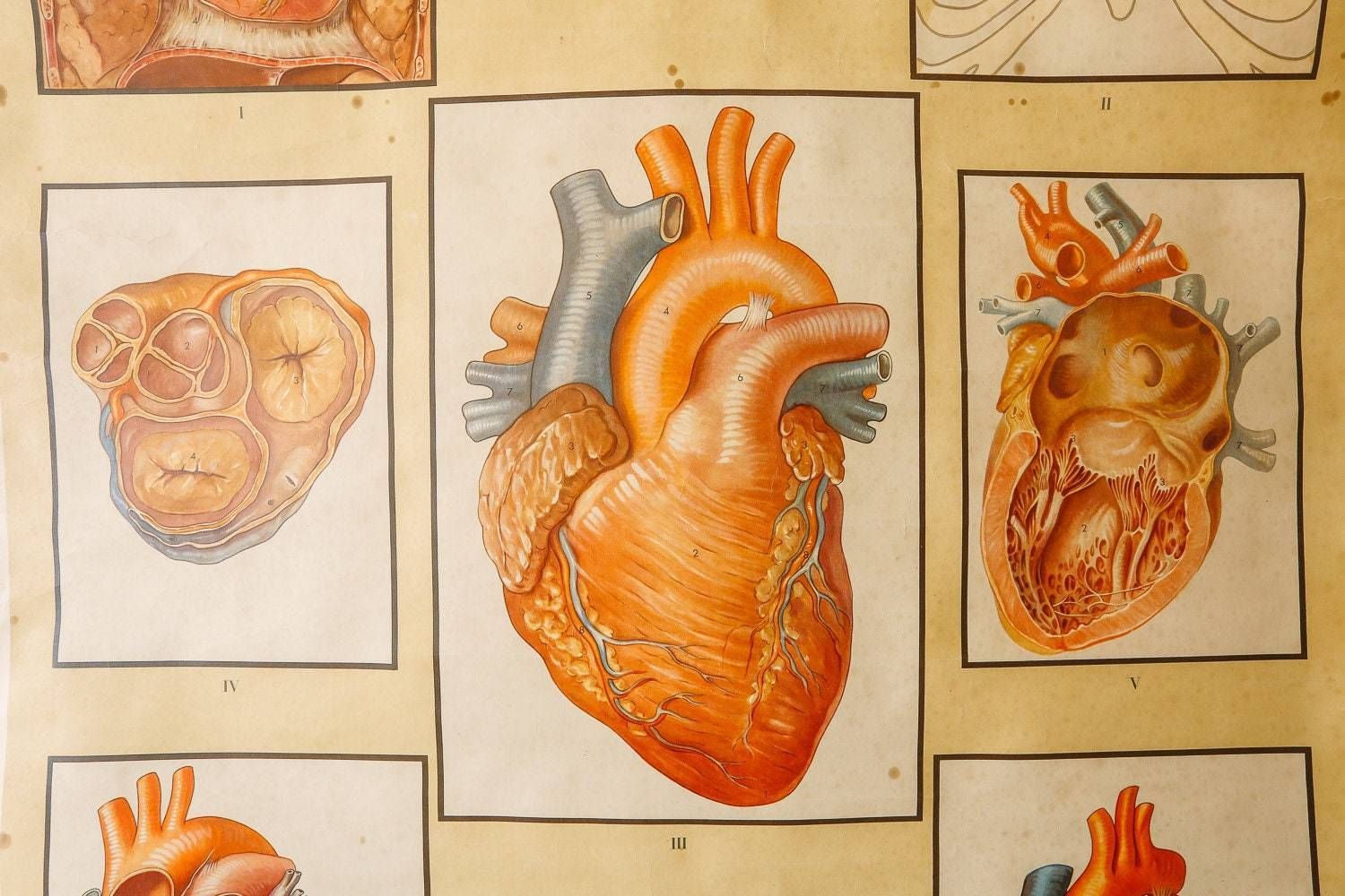 Original Anatomical Vintage Educational School Wall Chart Circulation Heart Anatomy Science Beautiful Rare photo vinterior