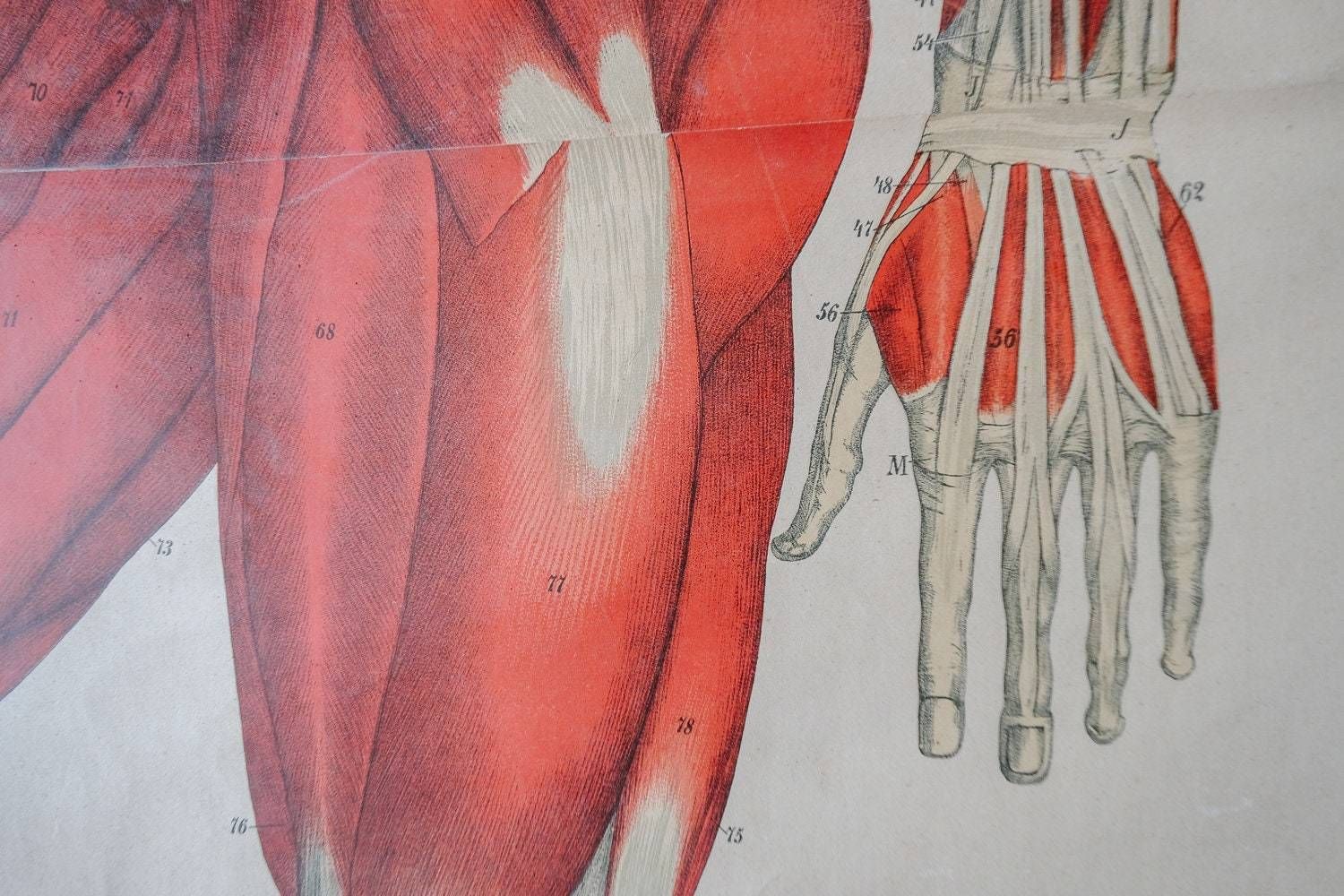 Original Anatomical Vintage German Educational School Wall Chart Musculature Muscles System Full Length Anatomy Science Beautiful Rare photo 362.0