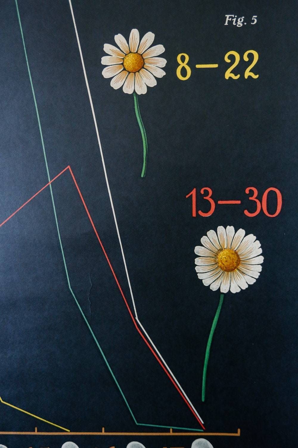 Original Antique Botanical Vintage German School Wall Chart Flower Inheritance Plant Biology Flowers Botany Beautiful Rare photo buy