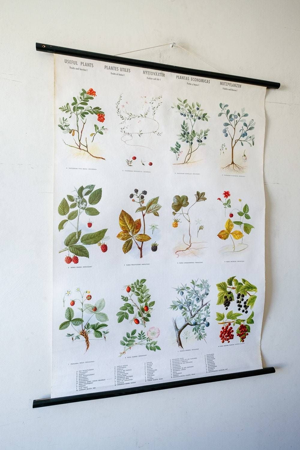Original Botanical Vintage Mid Century Swedish School Wall Chart Berries Fruits Woodland Botany Beautiful Rare photo for sale