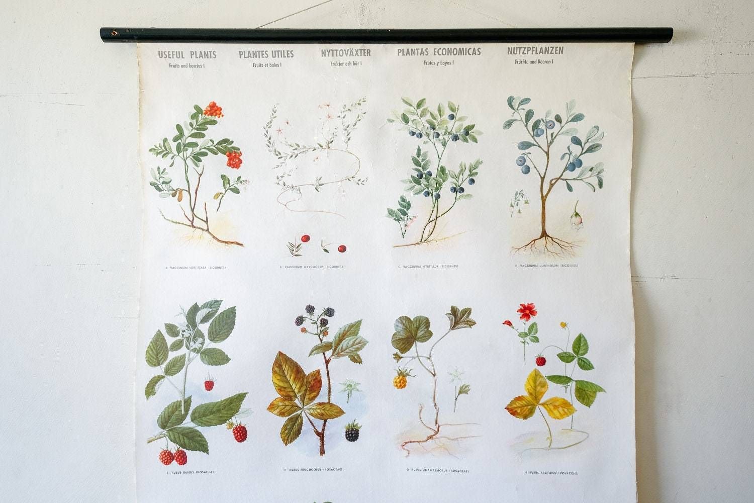Original Botanical Vintage Mid Century Swedish School Wall Chart Berries Fruits Woodland Botany Beautiful Rare photo Art