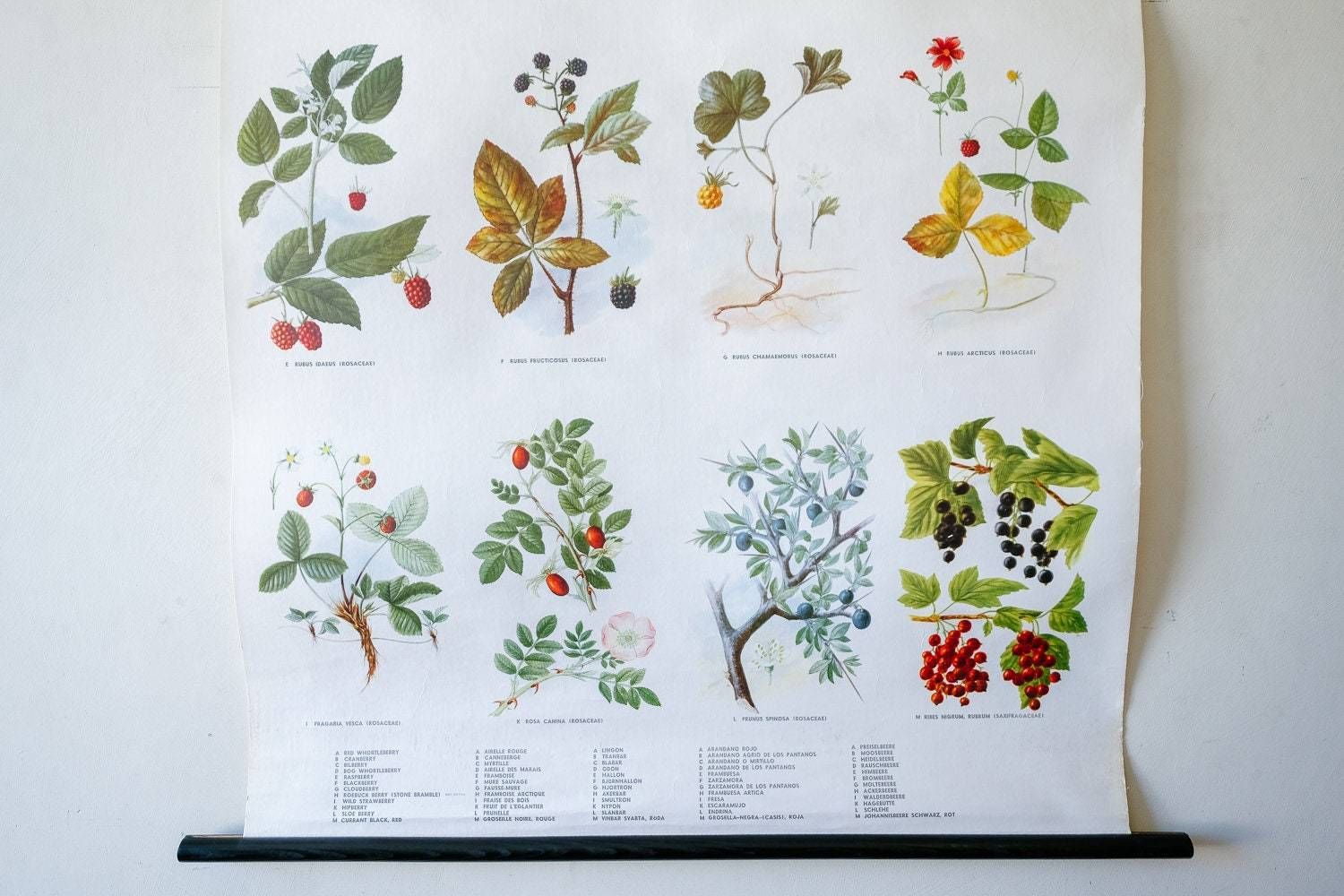 Original Botanical Vintage Mid Century Swedish School Wall Chart Berries Fruits Woodland Botany Beautiful Rare photo 166.0