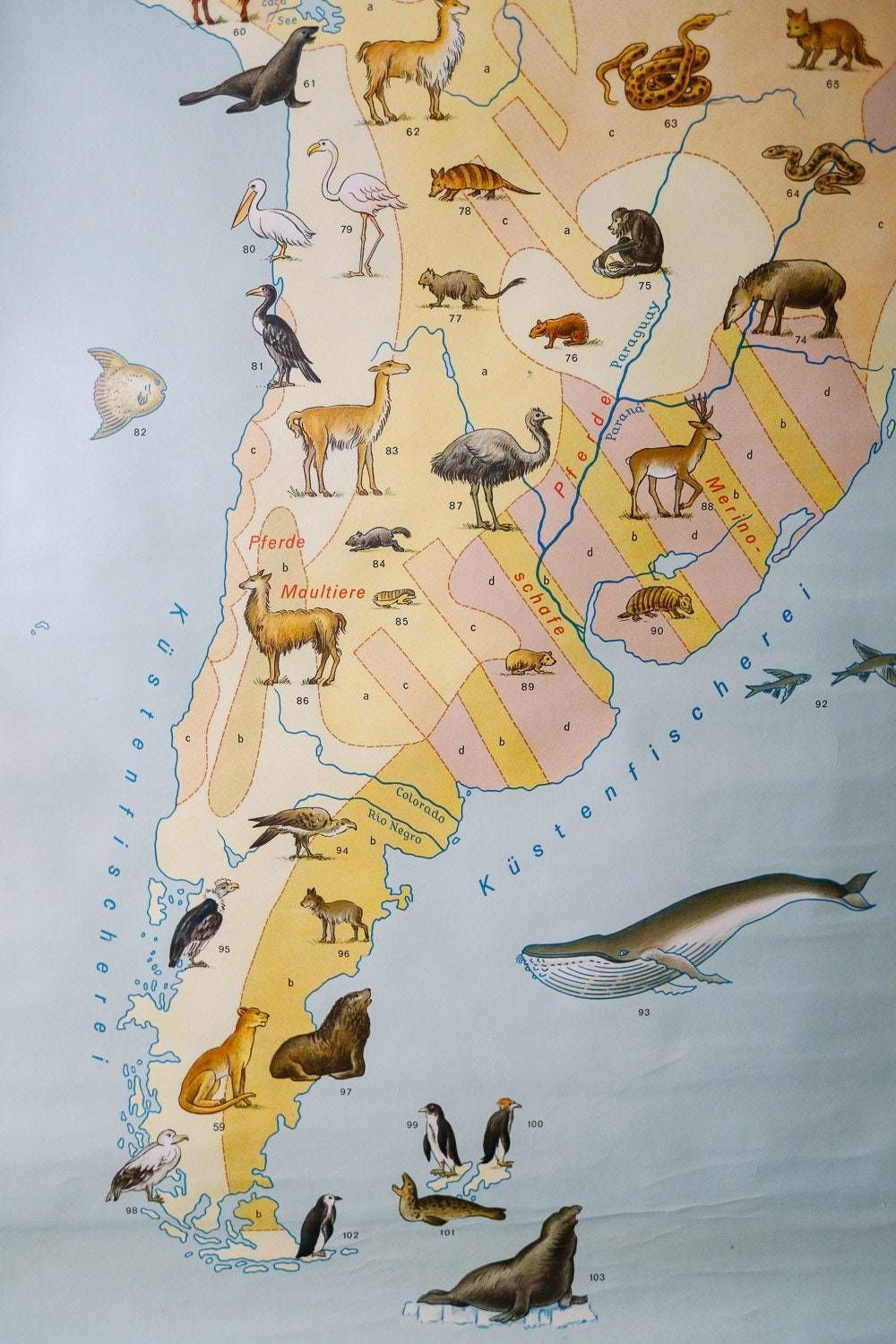 Original Vintage Mid Century German Educational School Wall Chart South America Map Land Use Wildlife Rare Jro photo for sale