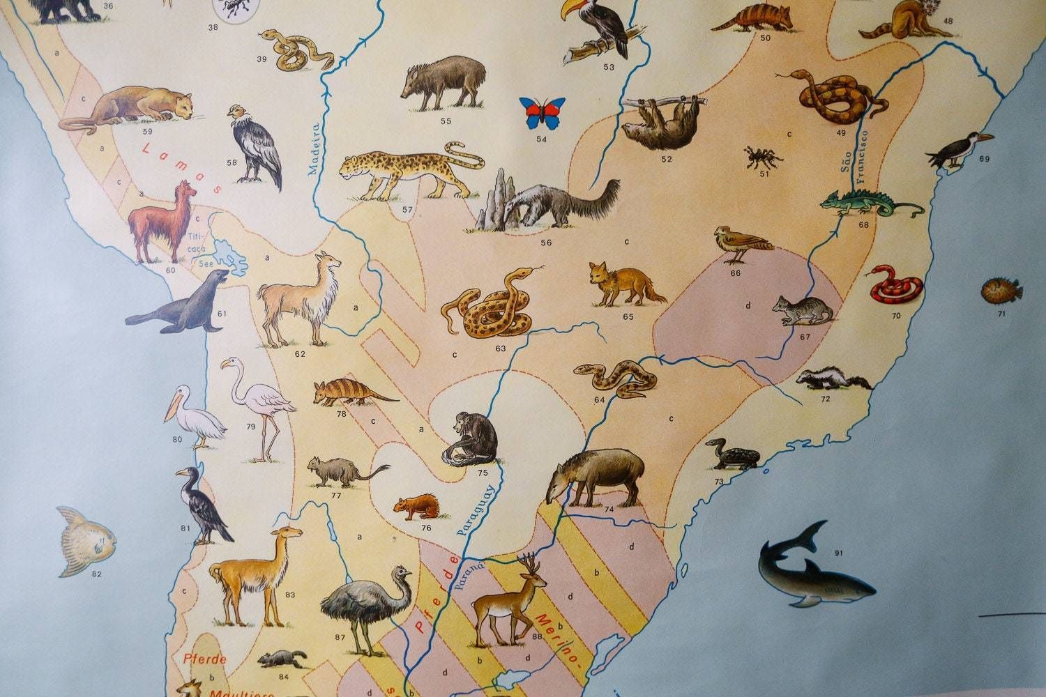 Original Vintage Mid Century German Educational School Wall Chart South America Map Land Use Wildlife Rare Jro photo Art
