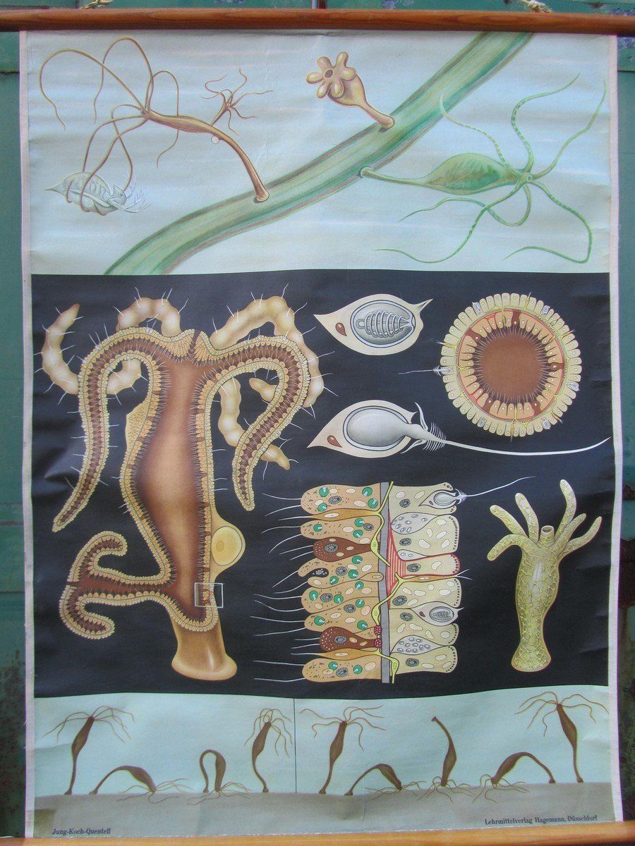 Freshwater Polyp School Wall Chart From Hagemann / Jung Koch Quintell, 1960s photo furniture