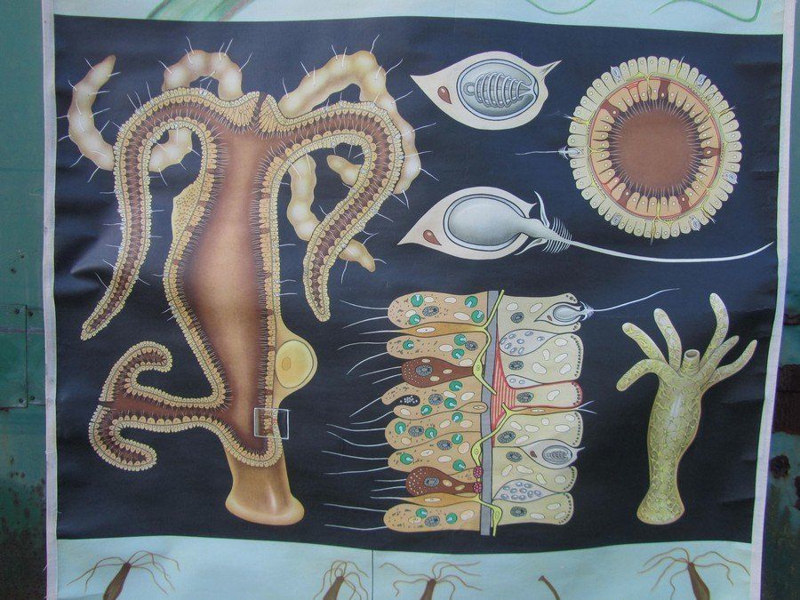 Freshwater Polyp School Wall Chart From Hagemann / Jung Koch Quintell, 1960s photo Art