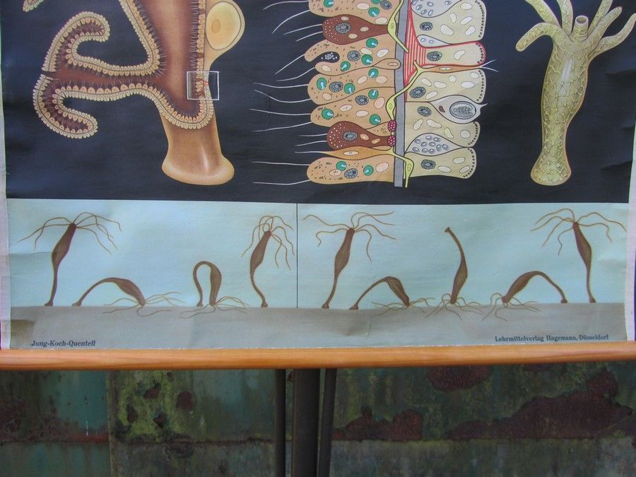 Freshwater Polyp School Wall Chart From Hagemann / Jung Koch Quintell, 1960s photo 185.0