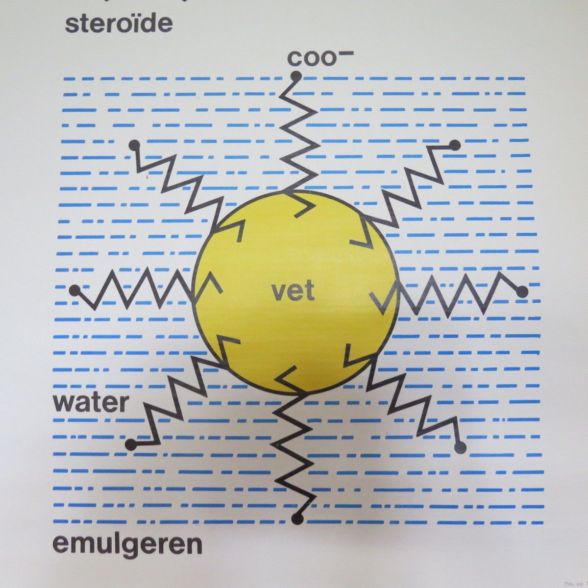 Vintage Roll Down Medical School Biochemistry Chart Of The Structure Of Fats photo vinterior