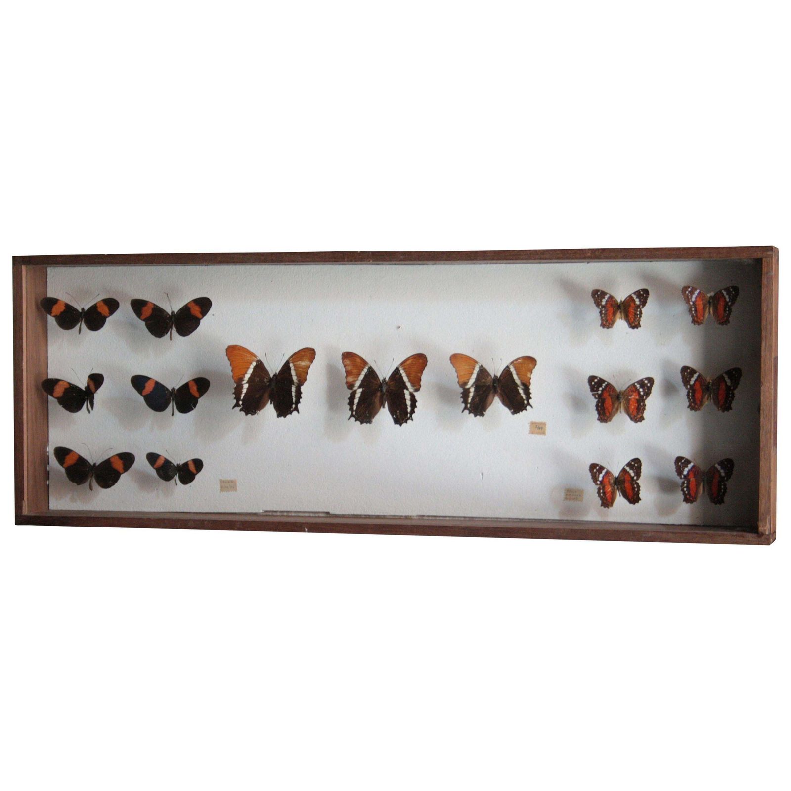 Antique Butterfly Collection Glass Shadow Box Wall Decoration, Spain, 1970