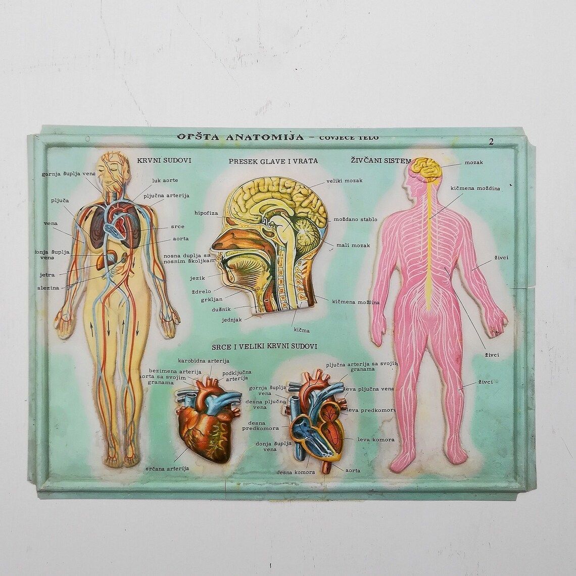 Set Of 4 Medical School Posters 1960s Medical Sign Anatomy Board Plastic Plate Yugoslavia photo furniture