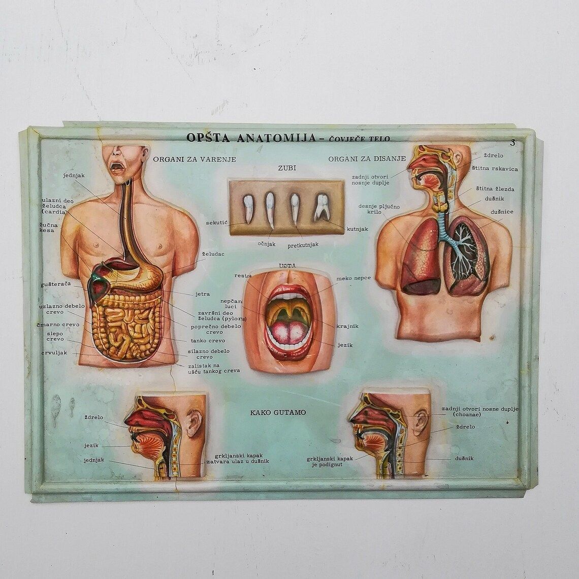 Set Of 4 Medical School Posters 1960s Medical Sign Anatomy Board Plastic Plate Yugoslavia photo for sale