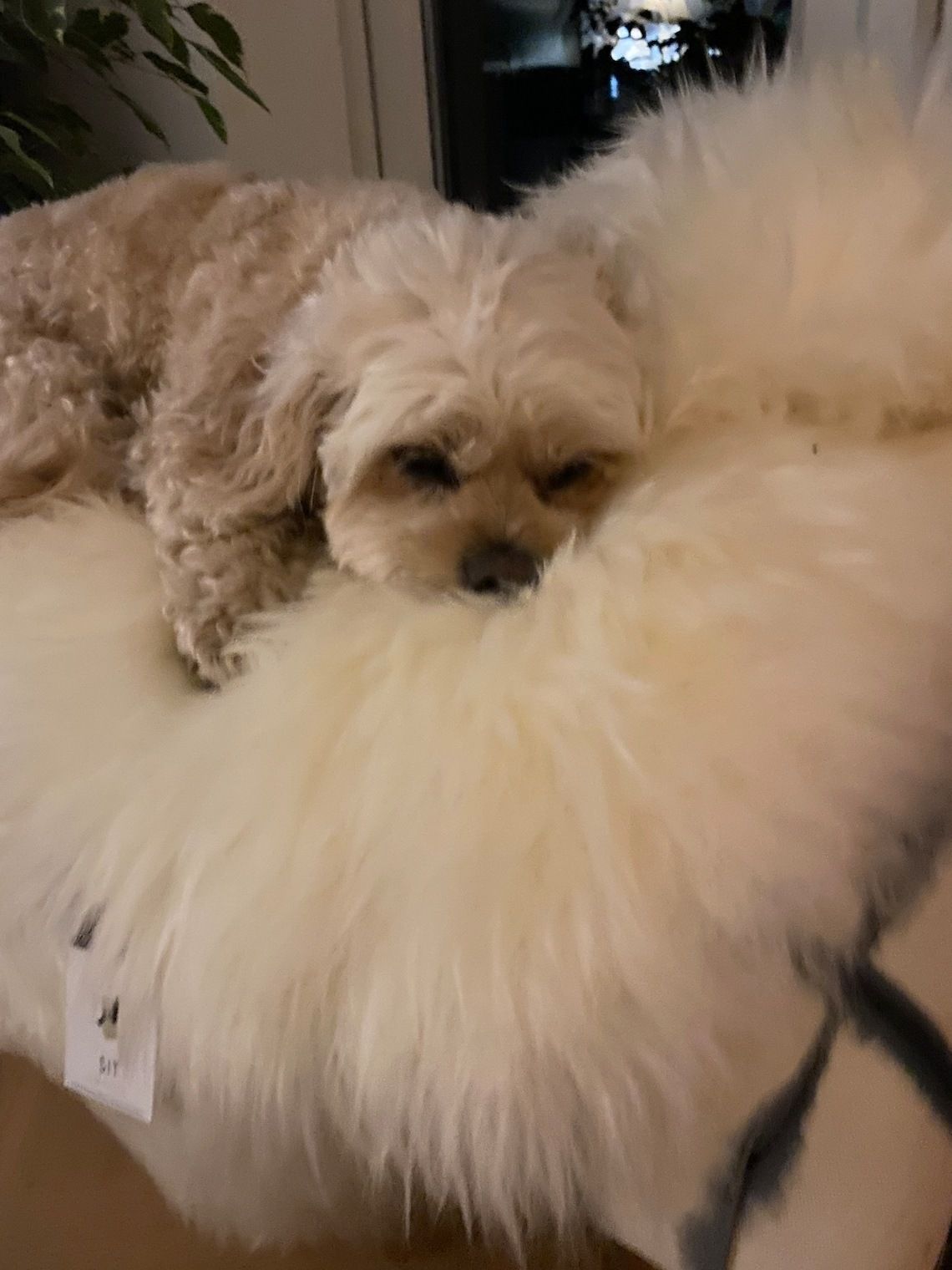 Sheepskin Dog Bed Liner  Genuine Sheepskin Rug For Your Pet  Pet Bed  Pet Bed Liner  Cat Bed Dog Bed  Dog Bed Liner photo for sale