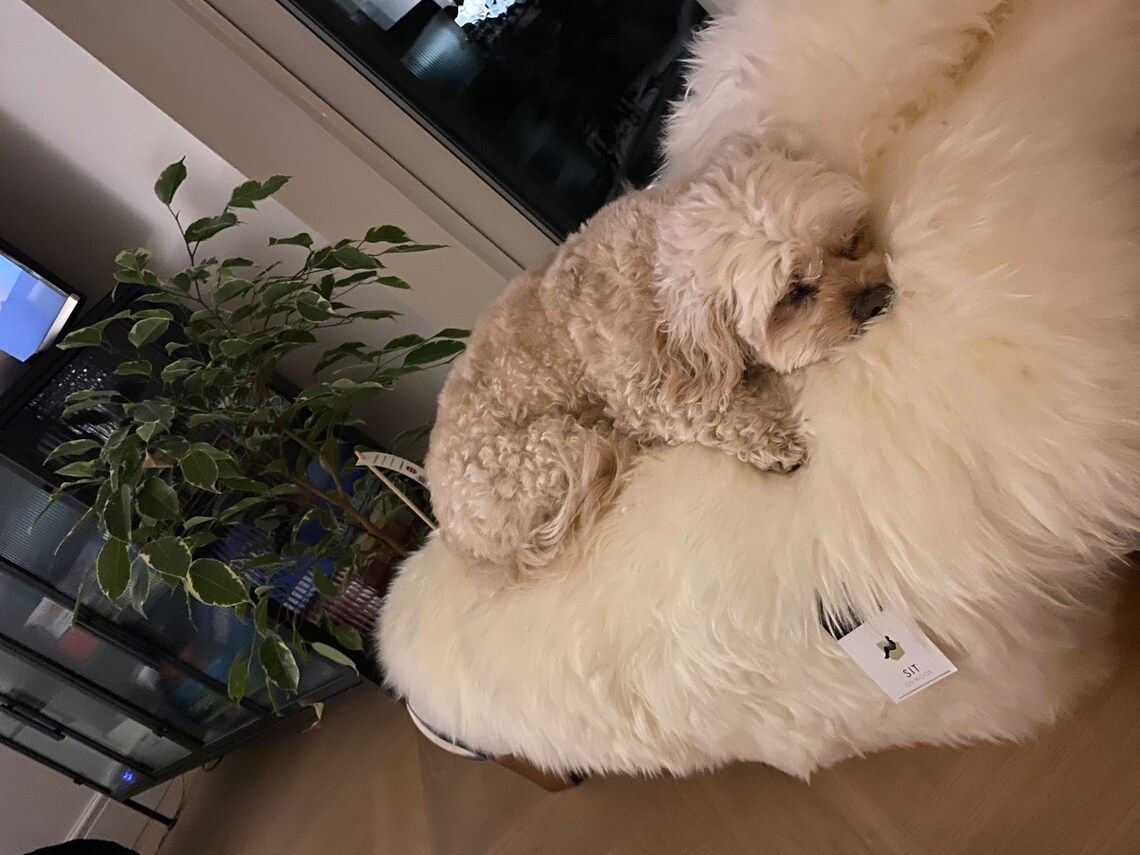 Sheepskin Dog Bed Liner  Genuine Sheepskin Rug For Your Pet  Pet Bed  Pet Bed Liner  Cat Bed Dog Bed  Dog Bed Liner photo vinterior