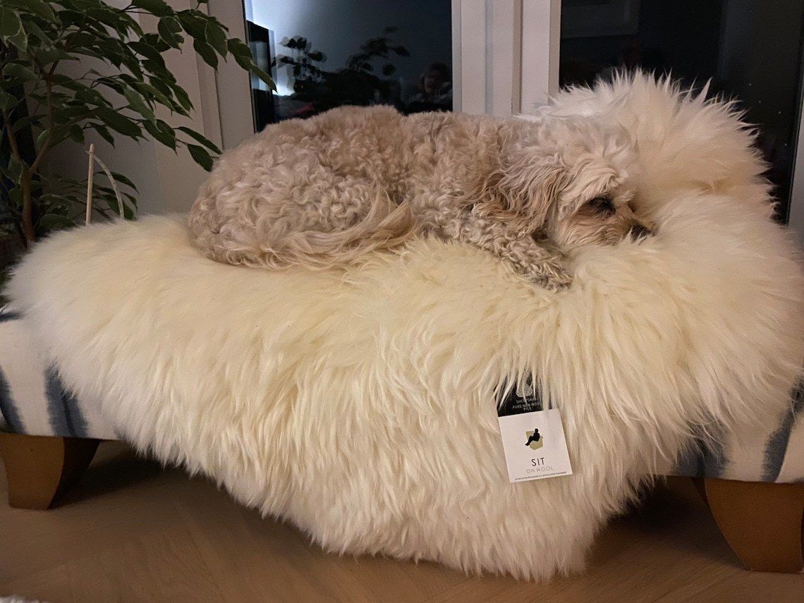Sheepskin Dog Bed Liner  Genuine Sheepskin Rug For Your Pet  Pet Bed  Pet Bed Liner  Cat Bed Dog Bed  Dog Bed Liner photo vintage