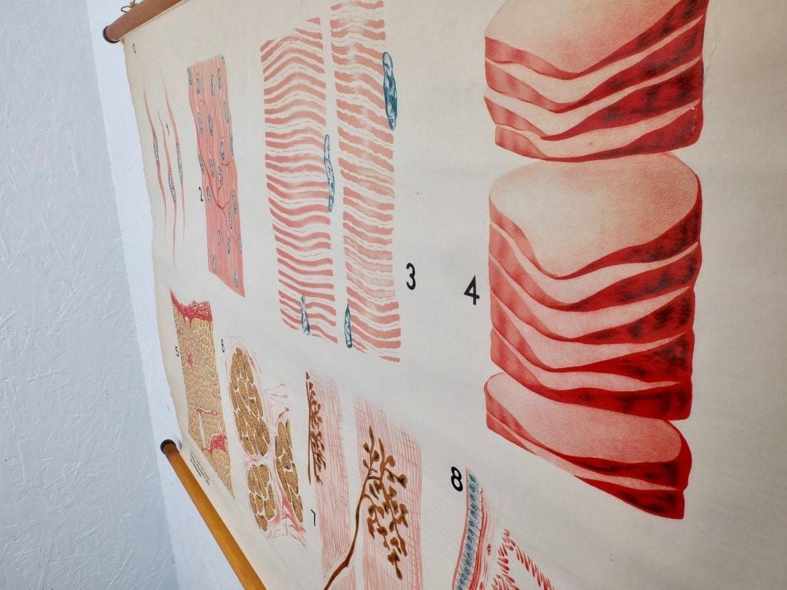 Large Midcentury Vintage School Anatomical Pull Down Chart Of Muscle Substance photo vintage