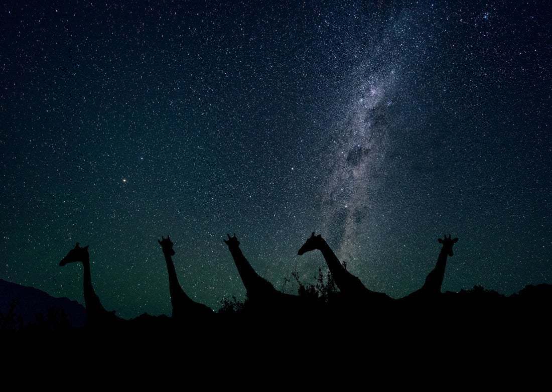 "Giraffes Under Starry Skies. Namibia, Africa" By Arctic Images