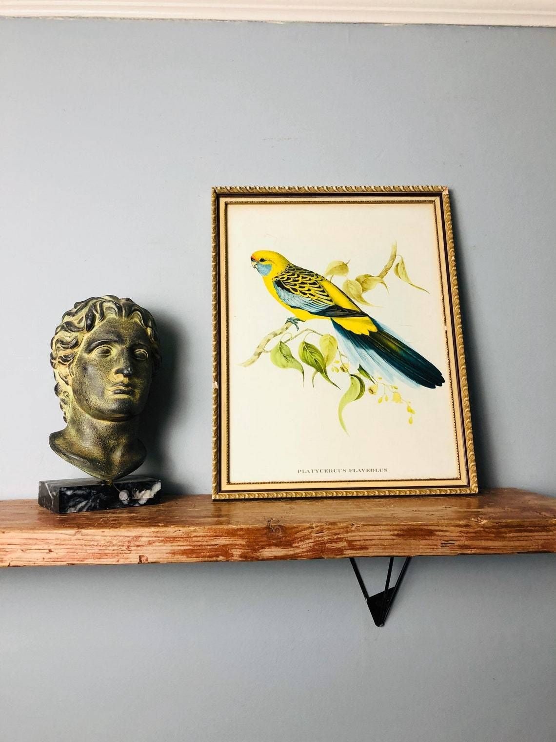 Gould’s Lithograph Tropical Birds Platycercus Flaveolus Coloured Print   1955 Yellow Rosella Shabby Chic Frame (Bb)