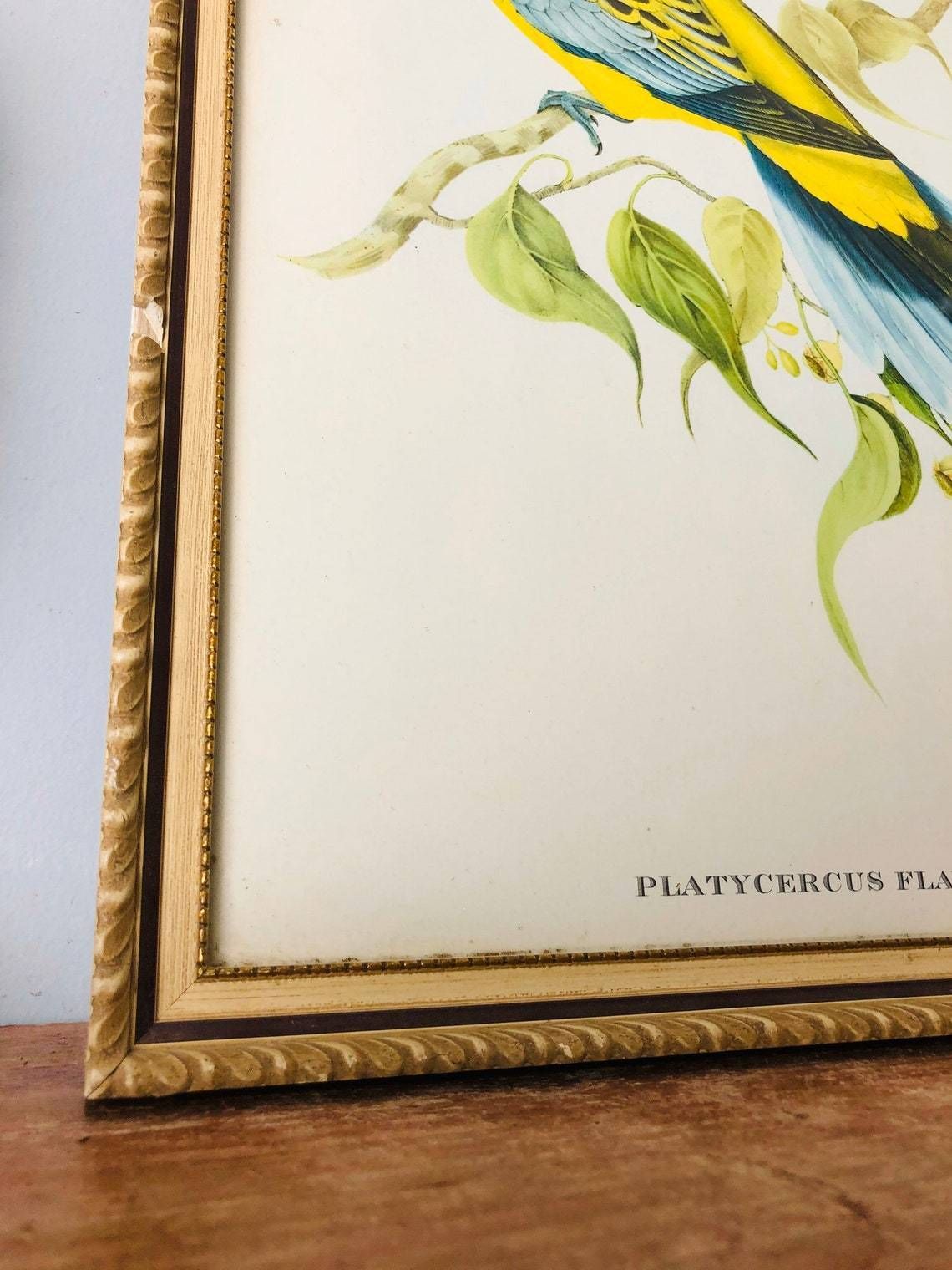 Gould’s Lithograph Tropical Birds Platycercus Flaveolus Coloured Print   1955 Yellow Rosella Shabby Chic Frame (Bb) photo furniture