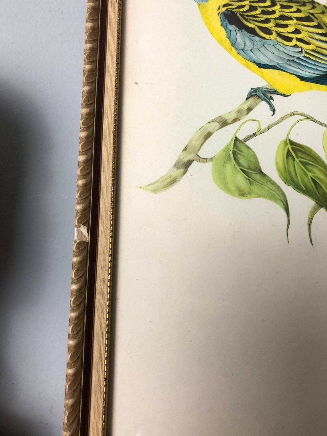 Gould’s Lithograph Tropical Birds Platycercus Flaveolus Coloured Print   1955 Yellow Rosella Shabby Chic Frame (Bb) photo vinterior