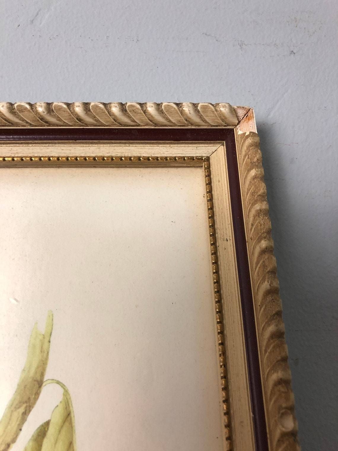 photo furniture Gould’s Lithograph Tropical Birds Platycercus Flaveolus Coloured Print   1955 Yellow Rosella Shabby Chic Frame (Bb)