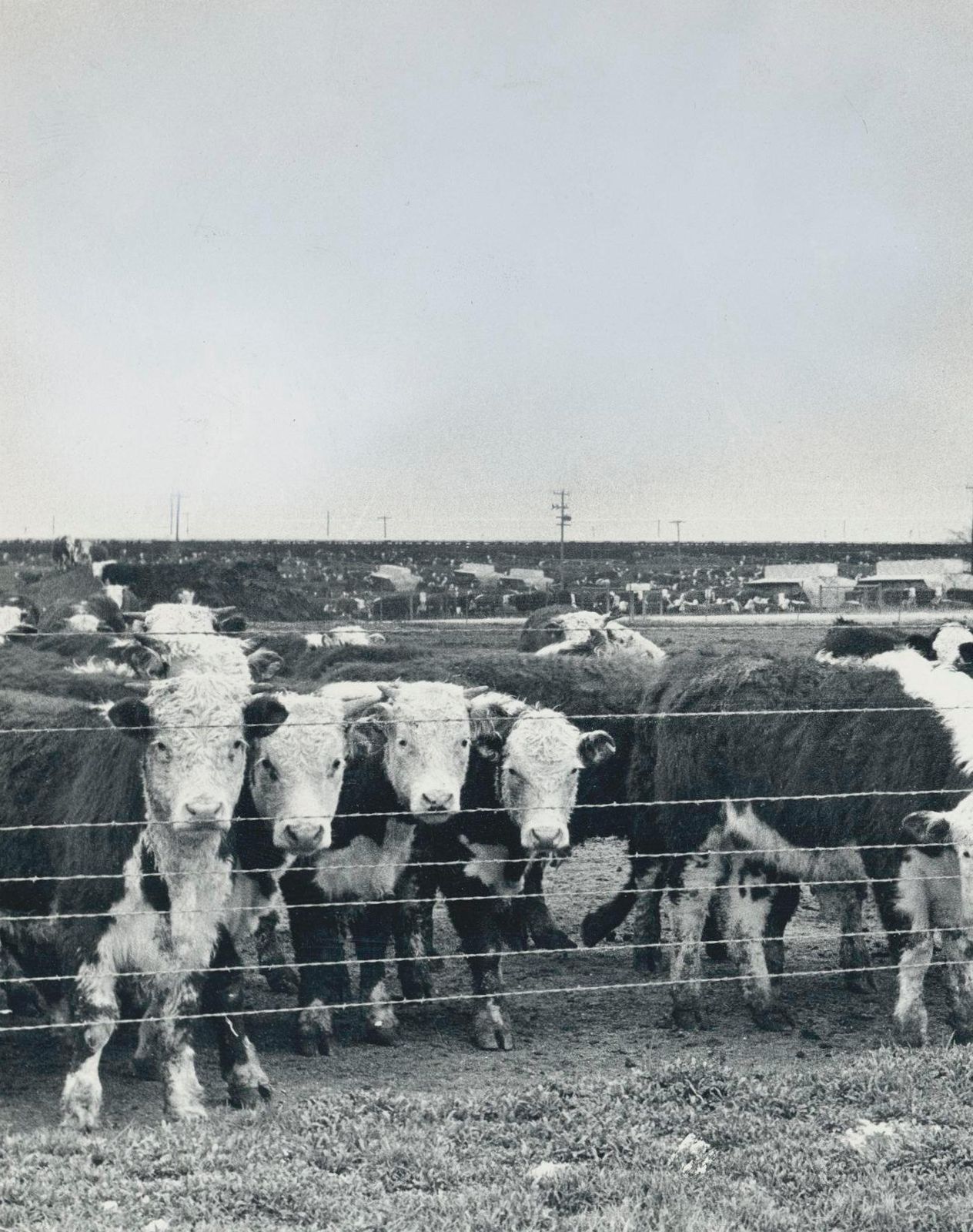 Cows, Black And White Photography photo for sale