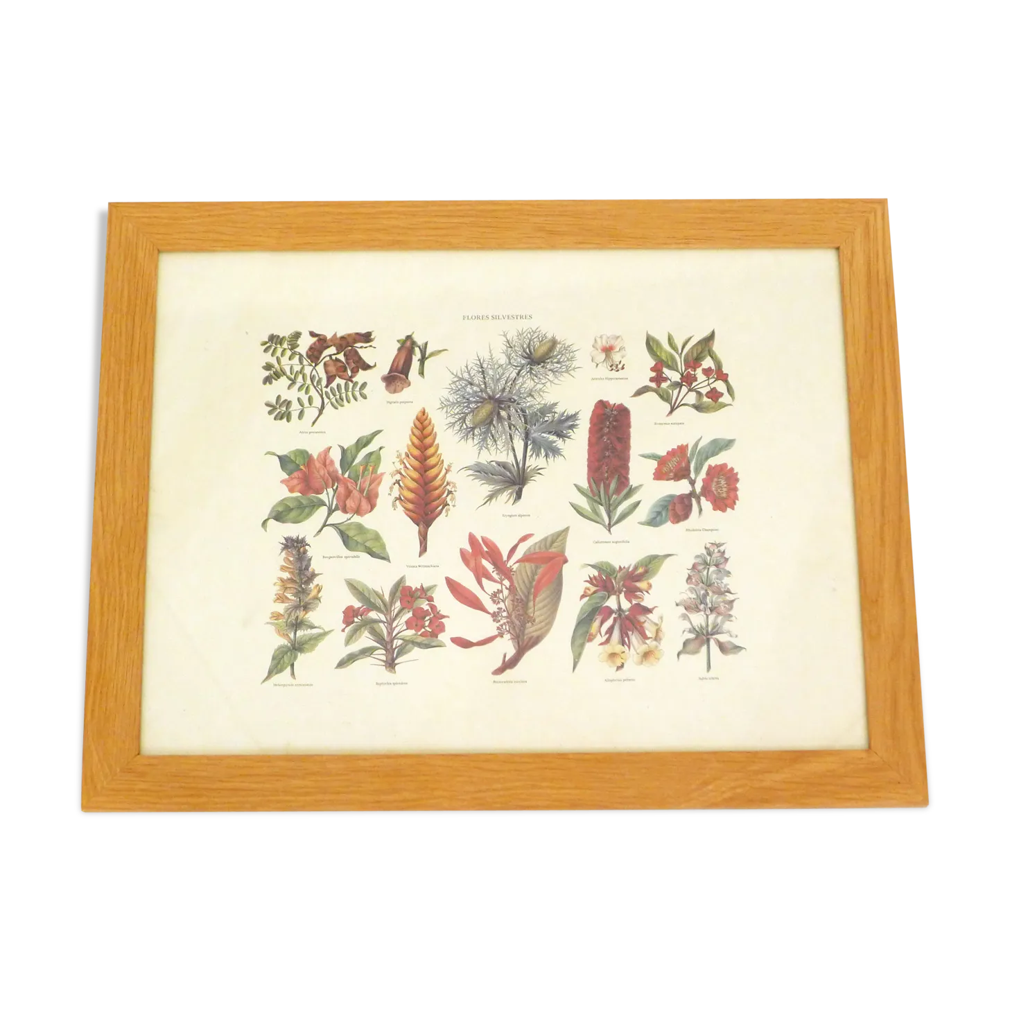 Botanical Board Wild Flowers Framed