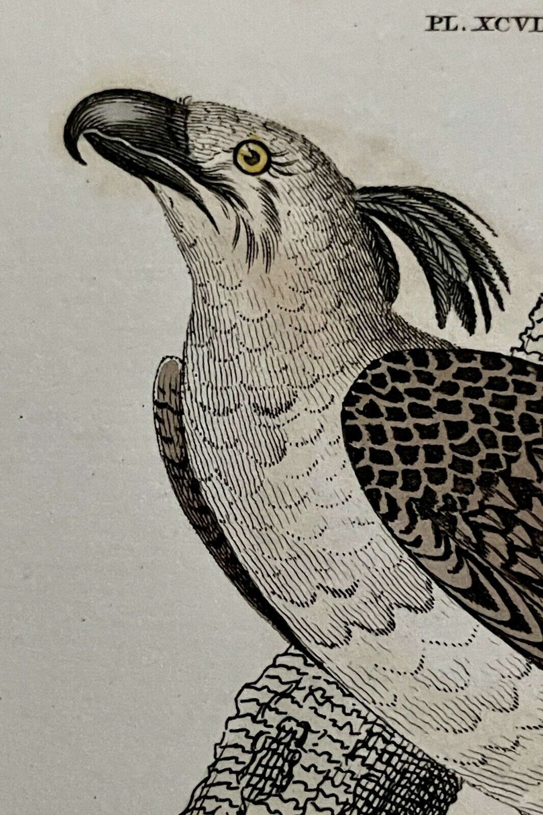 Antique Print Imperial Eagle & Long Legged Falcon G Kearsley 1810