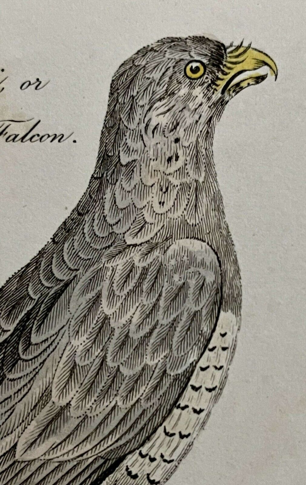 Antique Print Imperial Eagle & Long Legged Falcon G Kearsley 1810 photo Art