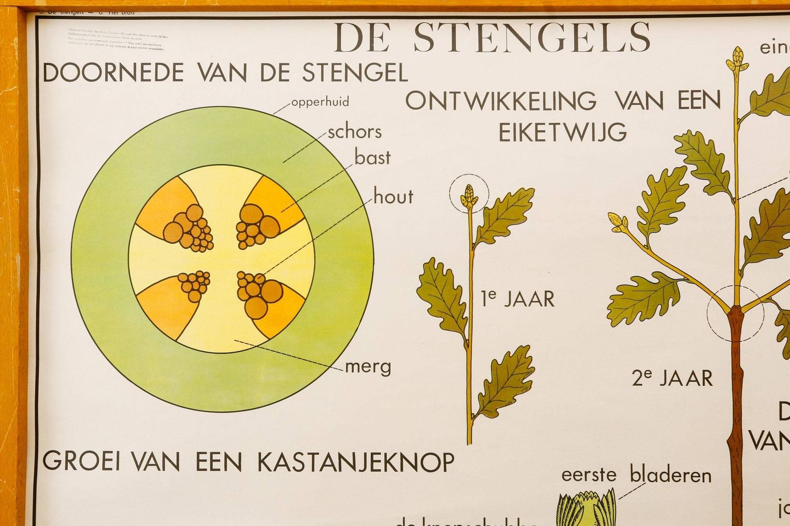 Original Double Sided Botanical Vintage Mid Century Flemish School Wall Chart Leaves The Plant Stem Botany Beautiful Rare Rossingnol photo 98.0
