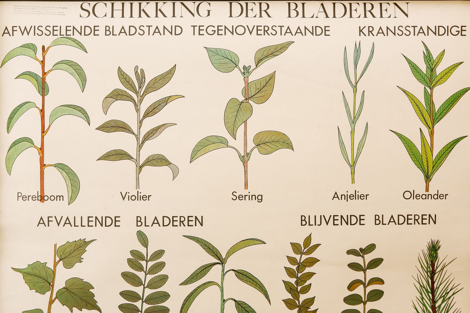 Original Double Sided Botanical Vintage Mid Century Flemish School Wall Chart Fruit Leaves Botany Beautiful Rare Rossingnol photo 129.0
