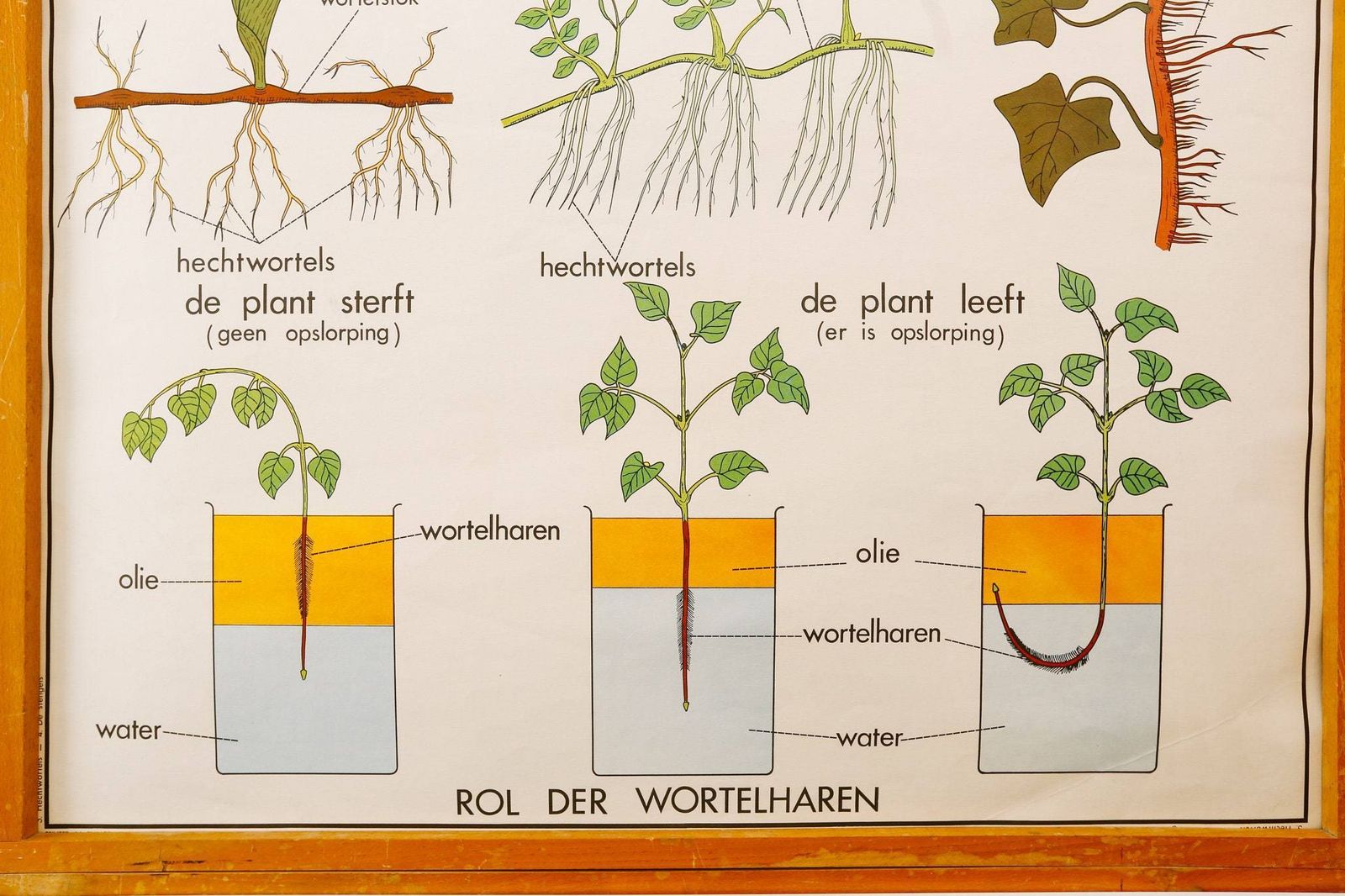 Original Double Sided Botanical Vintage Mid Century Flemish School Wall Chart Plant Stems Roots Botany Beautiful Rare Rossingnol photo 78.0