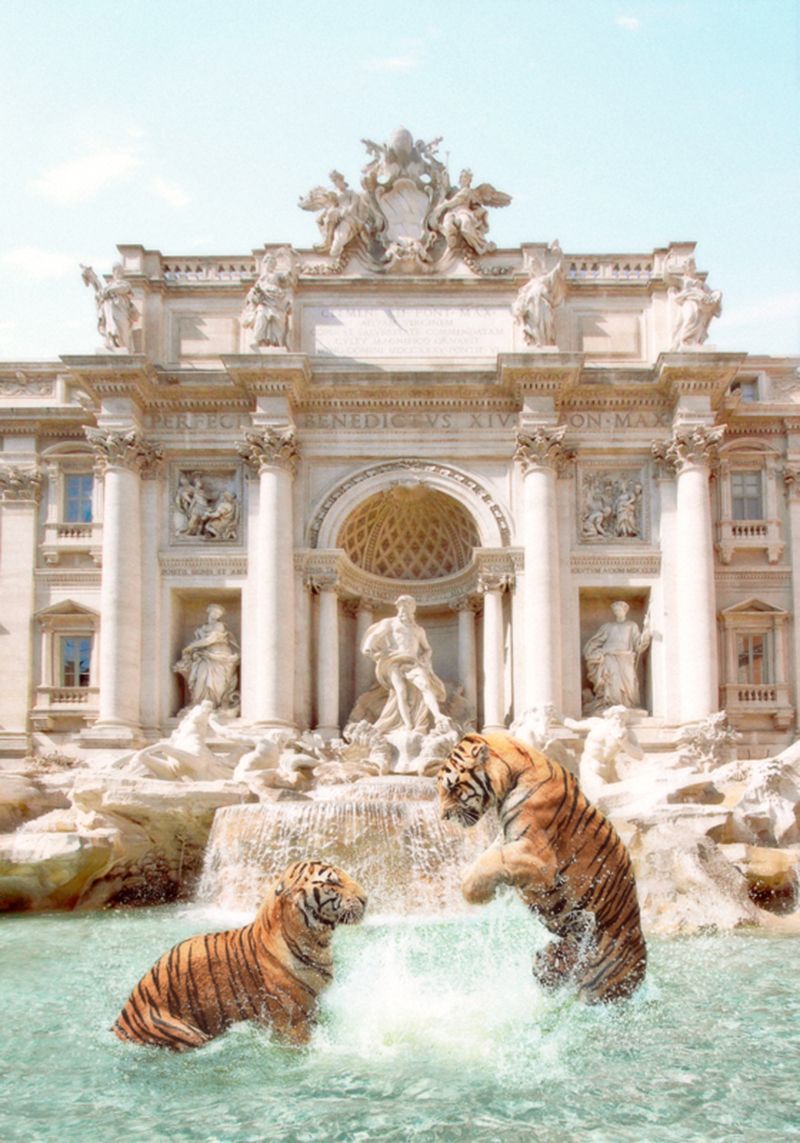 'Trevi Tigers' Paul Fuentes Oversize Archival Pigment Print Framed In White