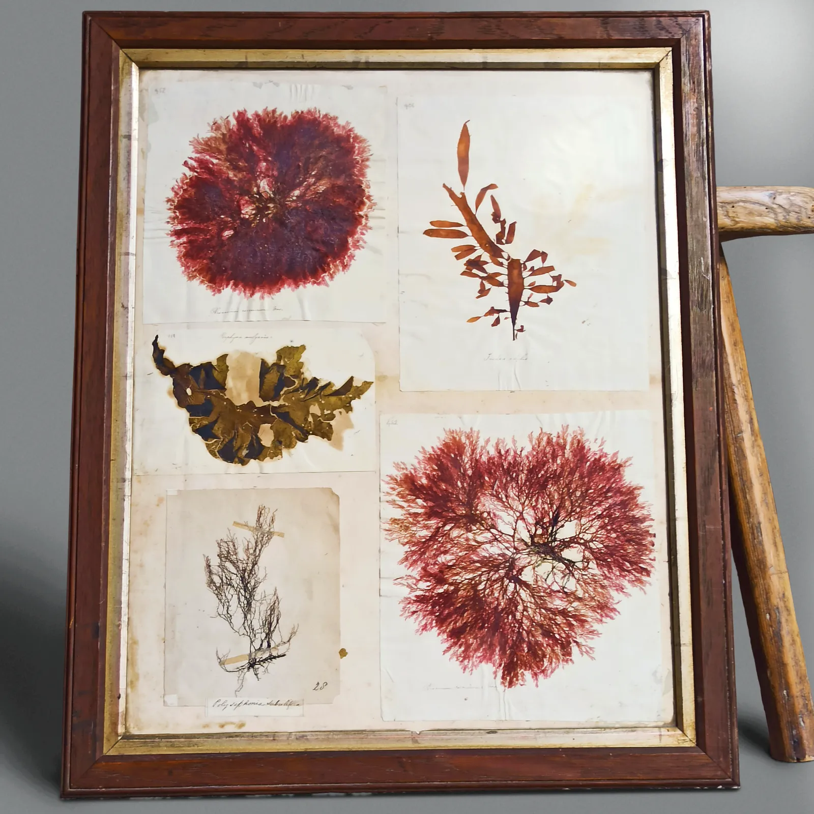 Amazing Sea Herbarium   Collection Of Pressed Coastal Seaweeds In Original Frame