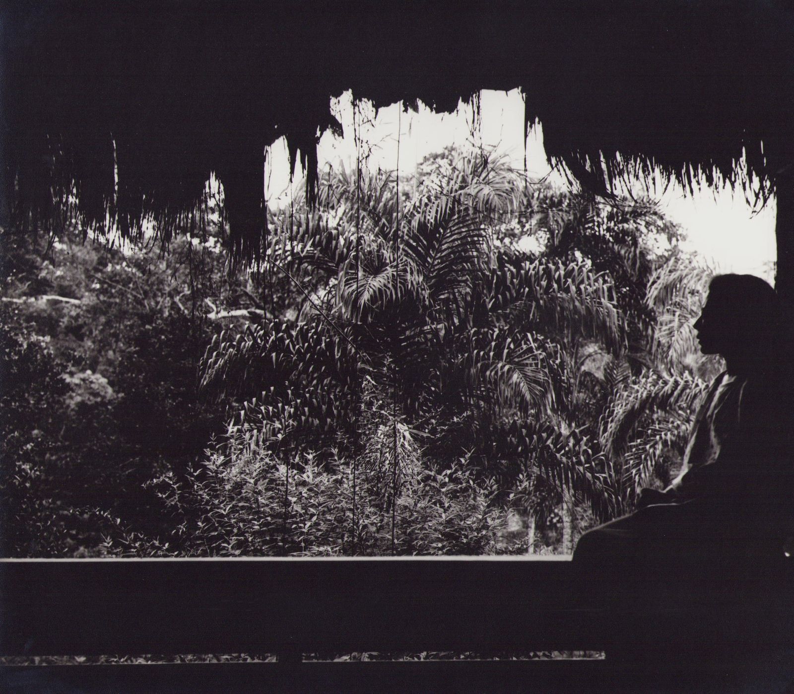 Hanna Seidel Ecuador, Nature, Jungle, Black And White Photography, 1960s,