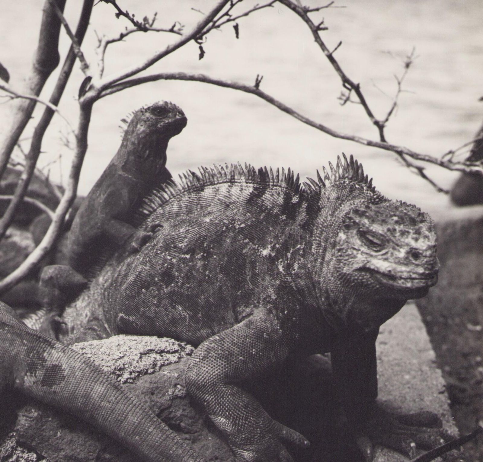 Hanna Seidel Galápagos, Iguana, Black And White Photography, 1960s photo furniture