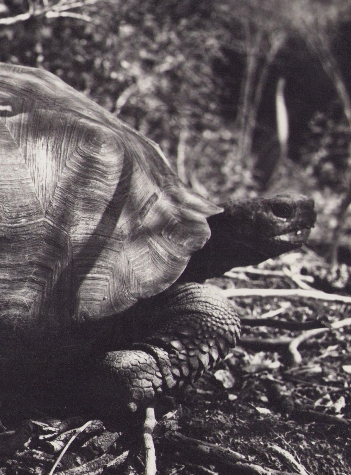 Hanna Seidel Galápagos, Turtle, Black And White Photography, 1960s photo furniture
