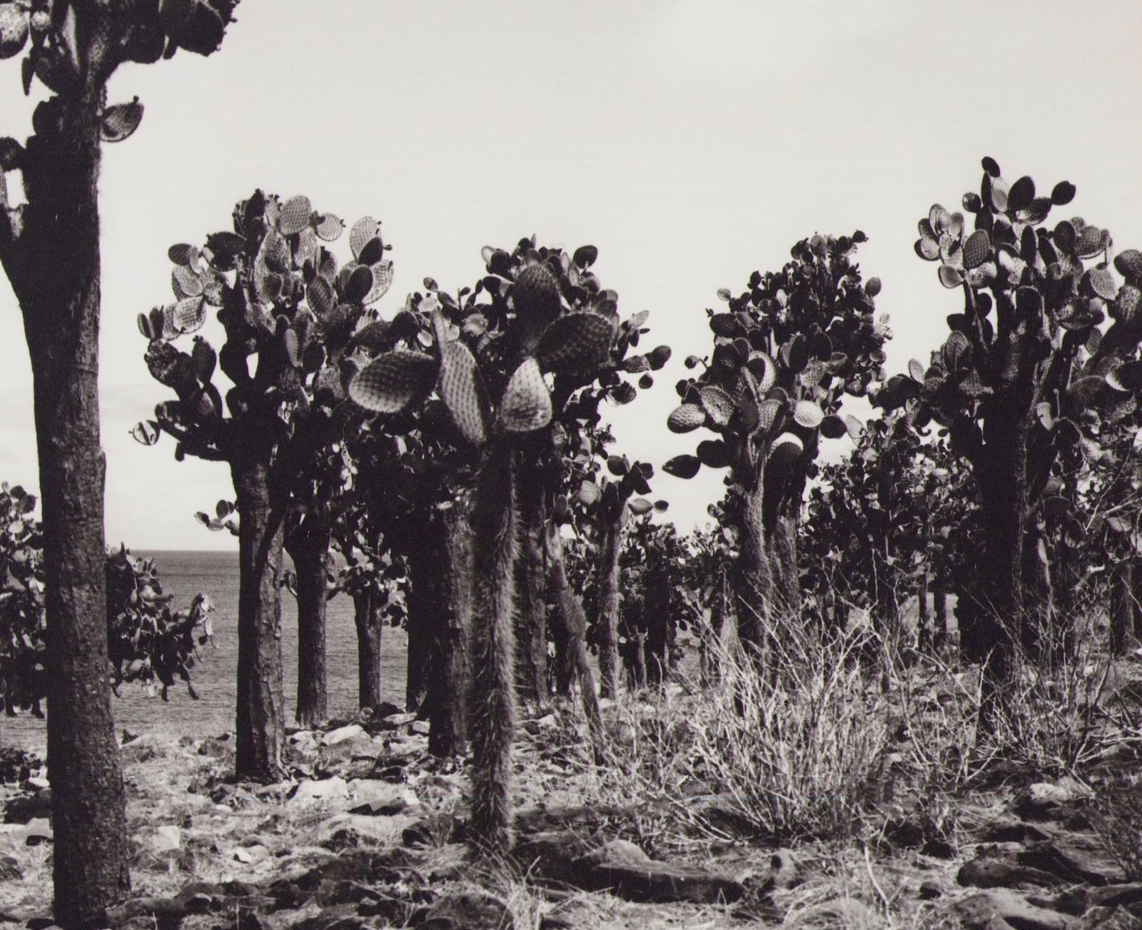 Hanna Seidel Galápagos, Cactus Forest, Black And White Photography, 1960s photo furniture