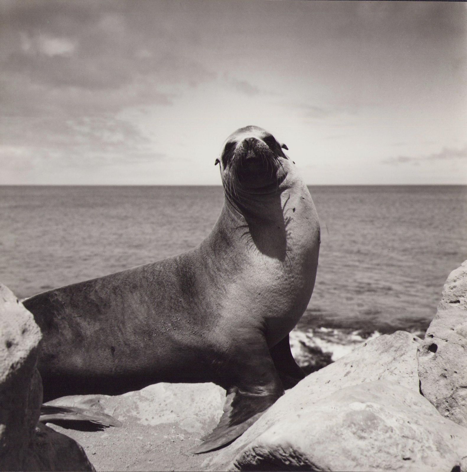 Hanna Seidel Galápagos, Seal, Black And White Photography, 1960s