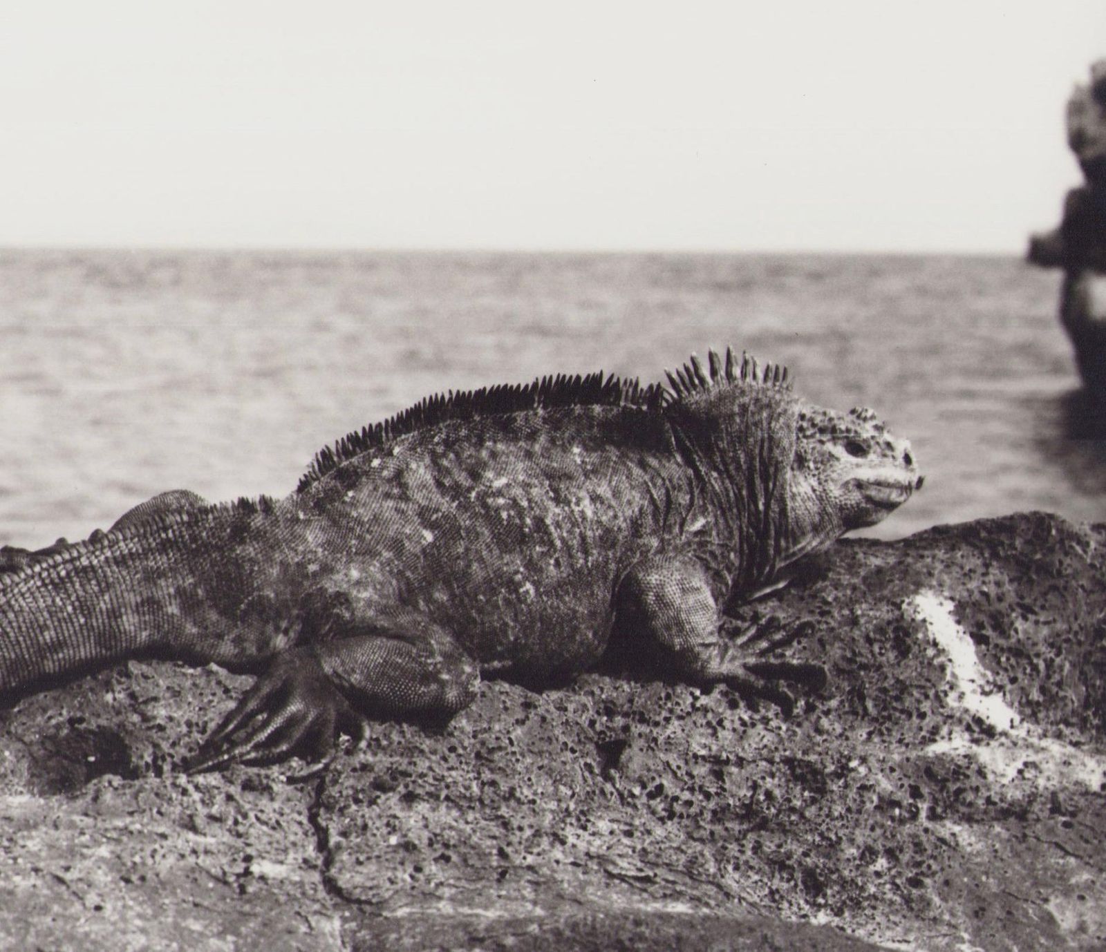 Hanna Seidel Galápagos, Iguana, Black And White Photography, 1960s photo furniture