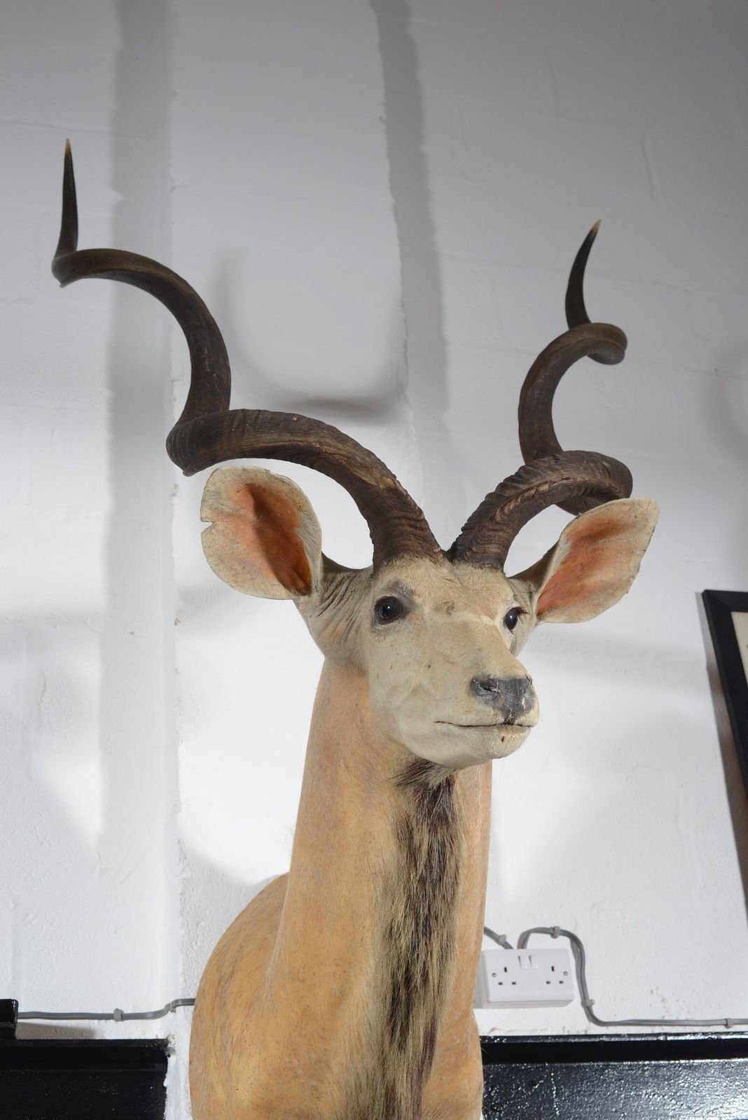 A Taxidermy Greater Kudu Head   C.1990 photo Home Decor