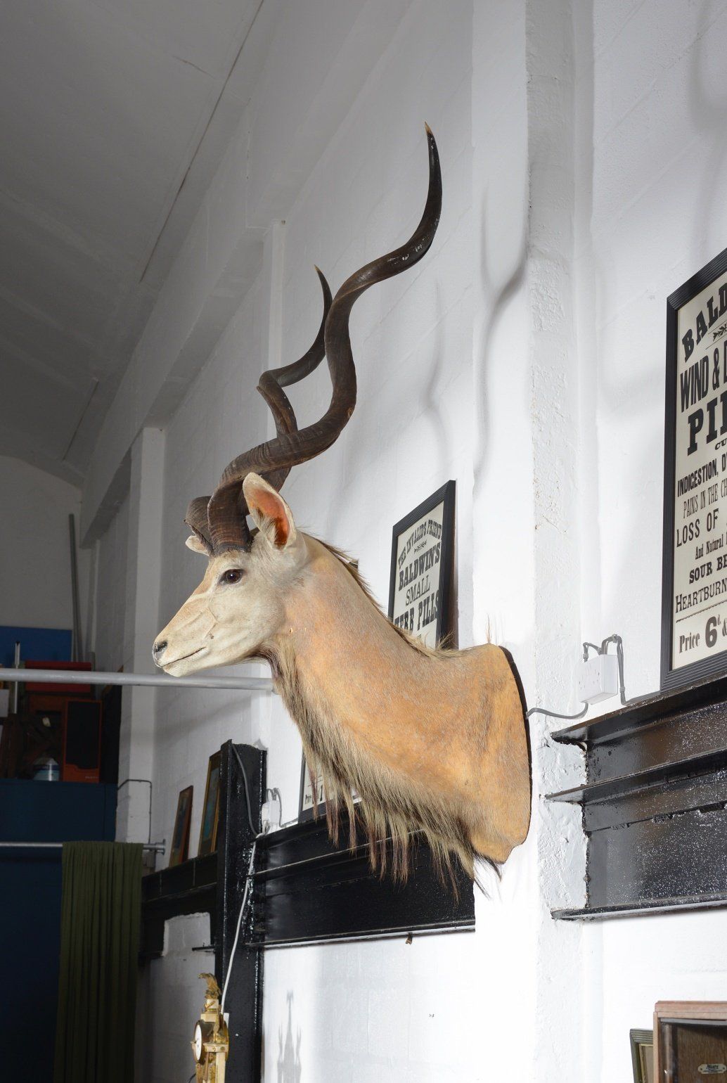 A Taxidermy Greater Kudu Head   C.1990 photo vinterior