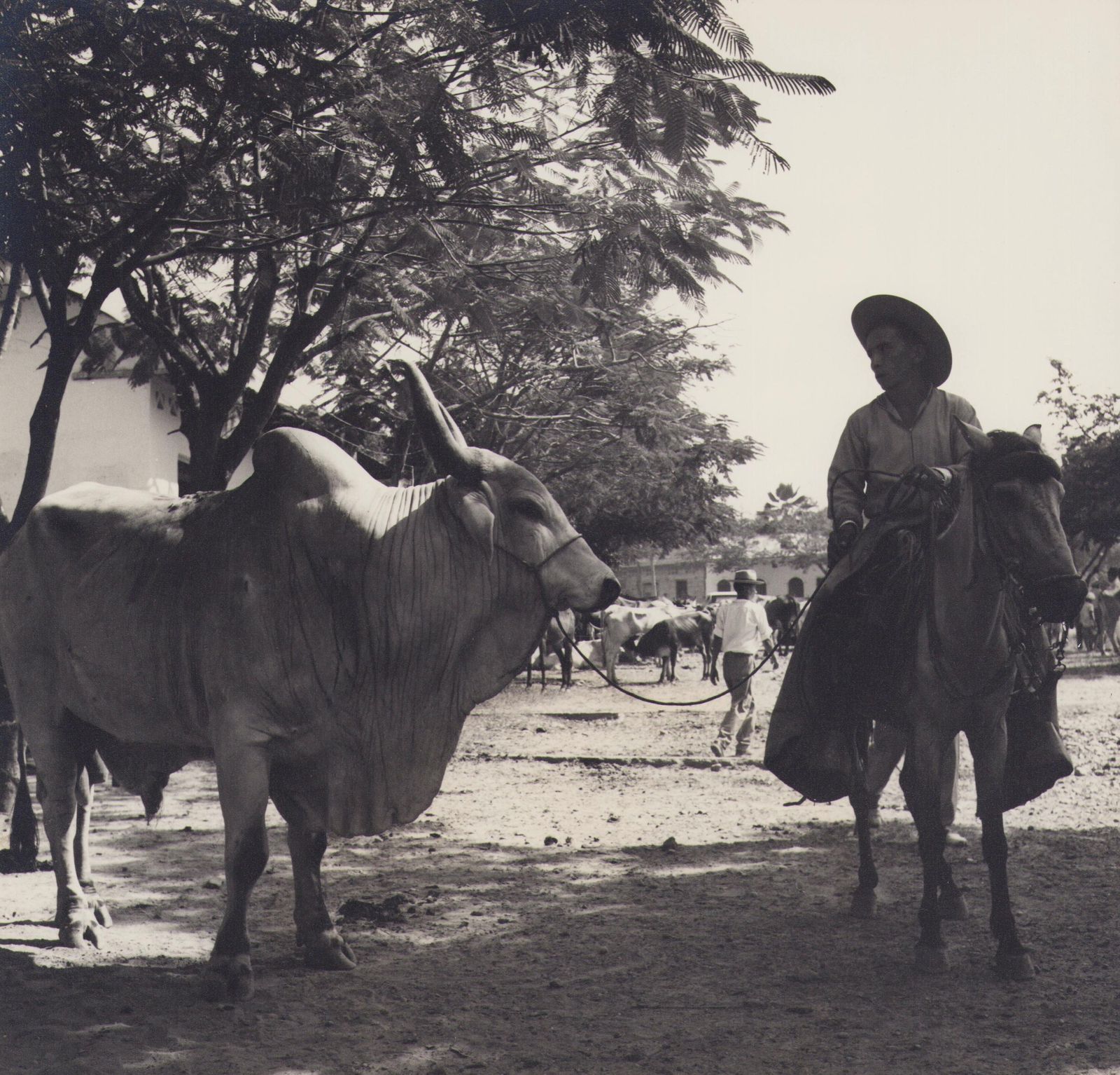 Hanna Seidel Colombia, Bull Of Zebu, Black And White Photograph, 1960s, Circa 1960s