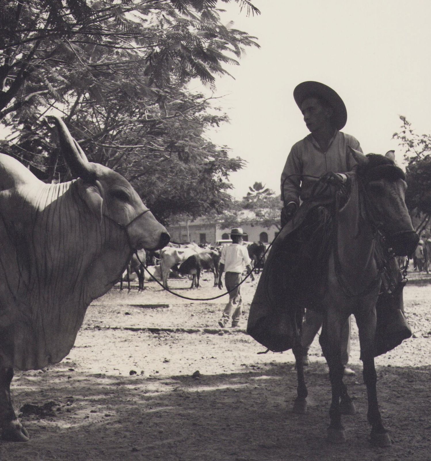 Hanna Seidel Colombia, Bull Of Zebu, Black And White Photograph, 1960s, Circa 1960s photo furniture