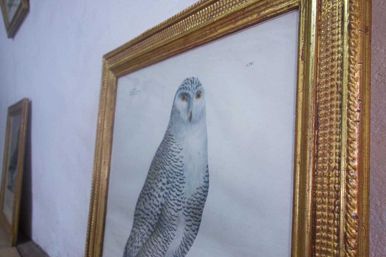 Four 19th Century Lithographs 'The Naturalist Atlas' photo furniture