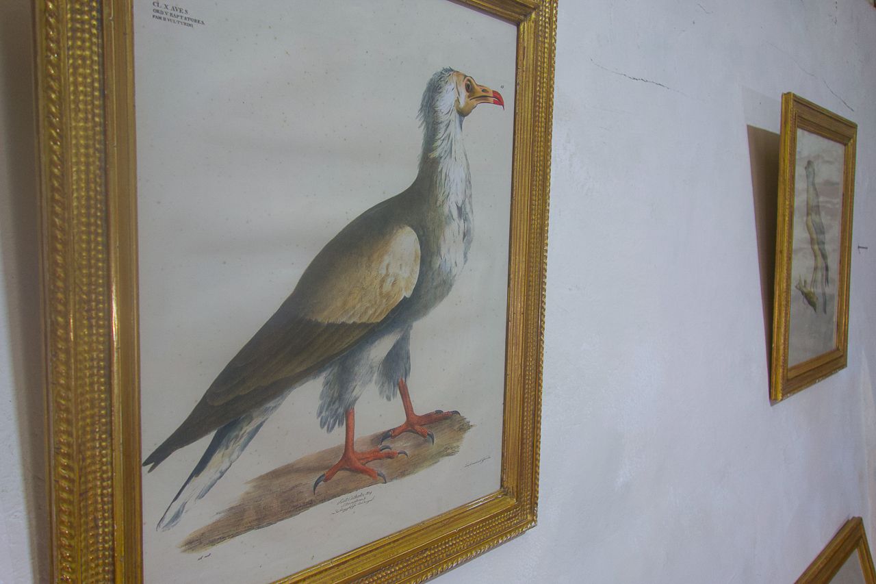 Four 19th Century Lithographs 'The Naturalist Atlas' photo vintage