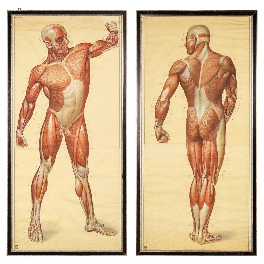 Pair Of Anatomical Human Muscular Structure Charts By Tanck & Wagelin